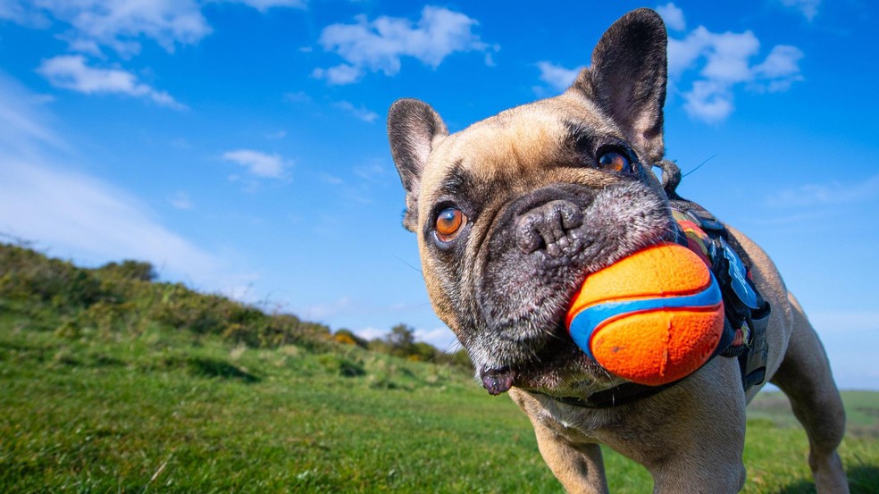 Um estudo no Reino Unido constatou que as atitudes em relação aos cães começaram a mudar no início do século 20 — Foto: BBC News fonte