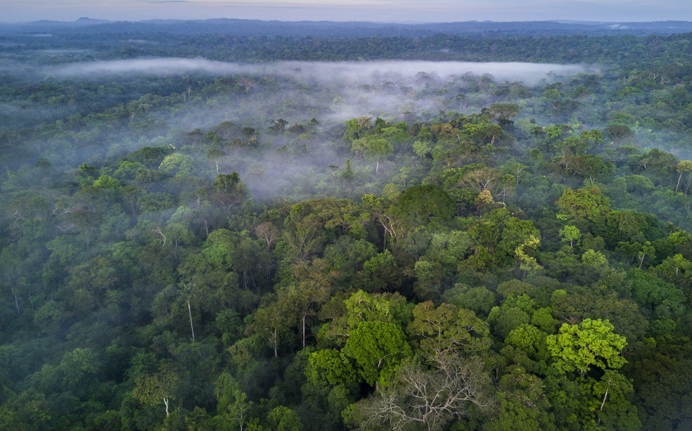 Desmatamento cai 10% na Amazônia em maio — Foto: Getty Images 