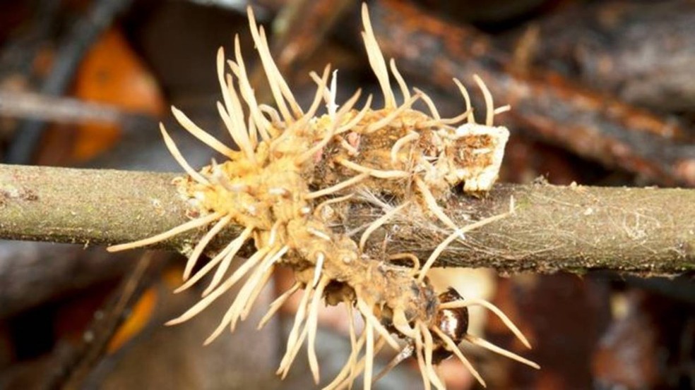 Uma lagarta consumida por um fungo parasita - as protuberâncias liberam esporos — Foto: Getty Images via BBC News Brasil