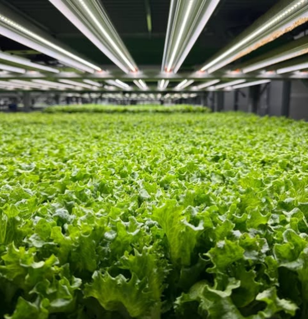 Alfaces — Foto: Reprodução/Bowery Farming