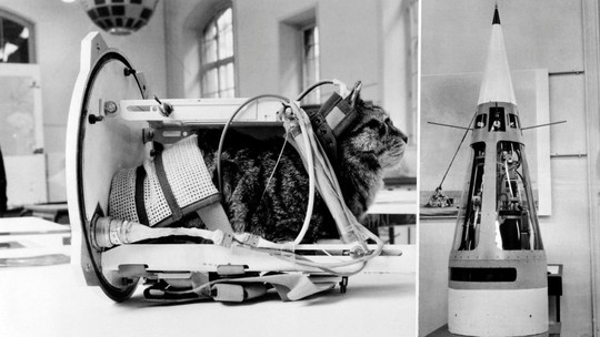 Primeiro gato no espaço: como uma vira-lata parisiense foi levada para longe da Terra há 60 anos