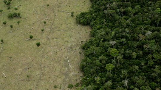 UE diz que instituições financeiras não estão dispostas a apoiar nova lei de desmatamento