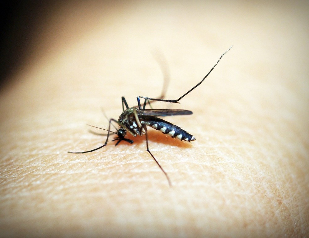 dengue, mosquito da dengue, aedes, aedes aegypti — Foto: Pixabay