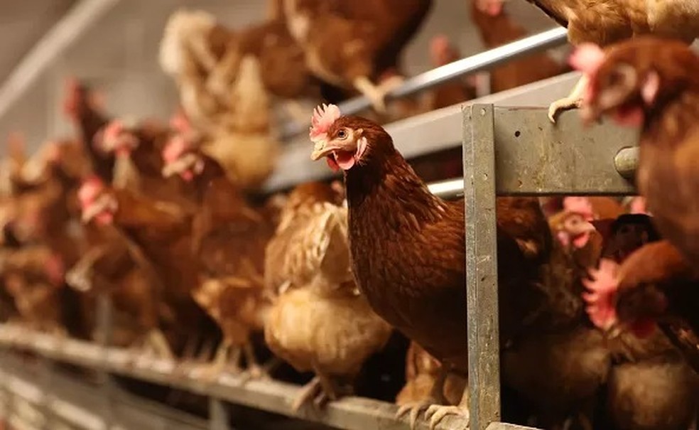 Quando o H5N1 é detectado em aves de granja, todas geralmente são sacrificadas — Foto: GETTY IMAGES via BBC