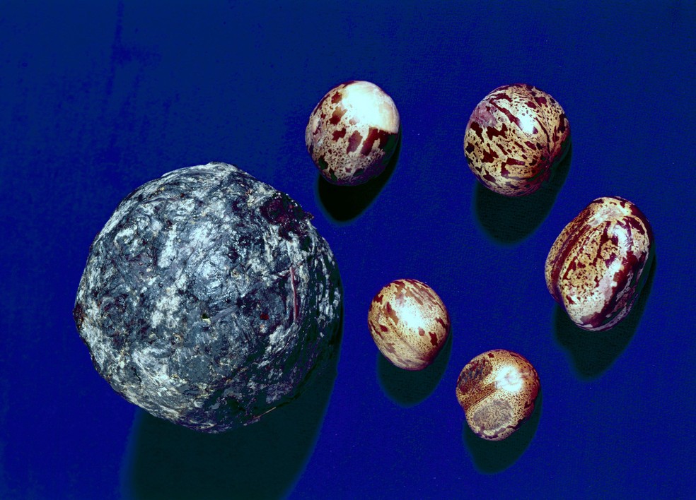 Bola de látex feita por indígenas da Amazônia e as sementes de seringueira — Foto: BBC News fonte