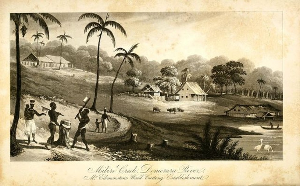 Plantação de Charles Edmonstone em Mibiri Creek, perto do Rio Demerara, na Guiana — Foto: BBC