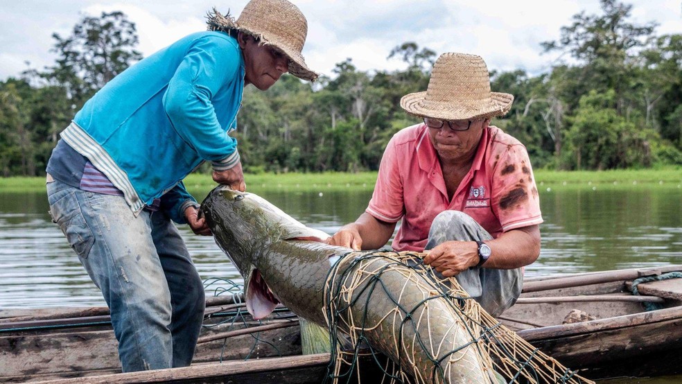 Peixe pode pesar mais de 200 quilos — Foto: BBC News fonte