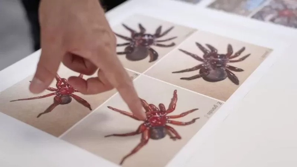 Cientistas ainda estão estudando a nova aranha — Foto: QUEENSLAND MUSEUM via BBC