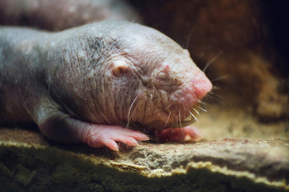 Rato-toupeira-pelado — Foto: Getty Images