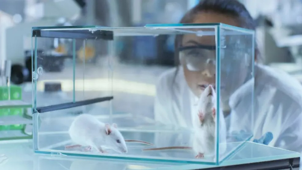Um grupo de pesquisa alemão realizou um estudo em que expôs ratos a um vírus que causa uma patologia breve — Foto: Getty Images via BBC