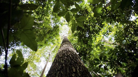 Reflorestar Amazônia pode ajudar a salvar clima do mundo, mas tarefa enfrenta muitos obstáculos