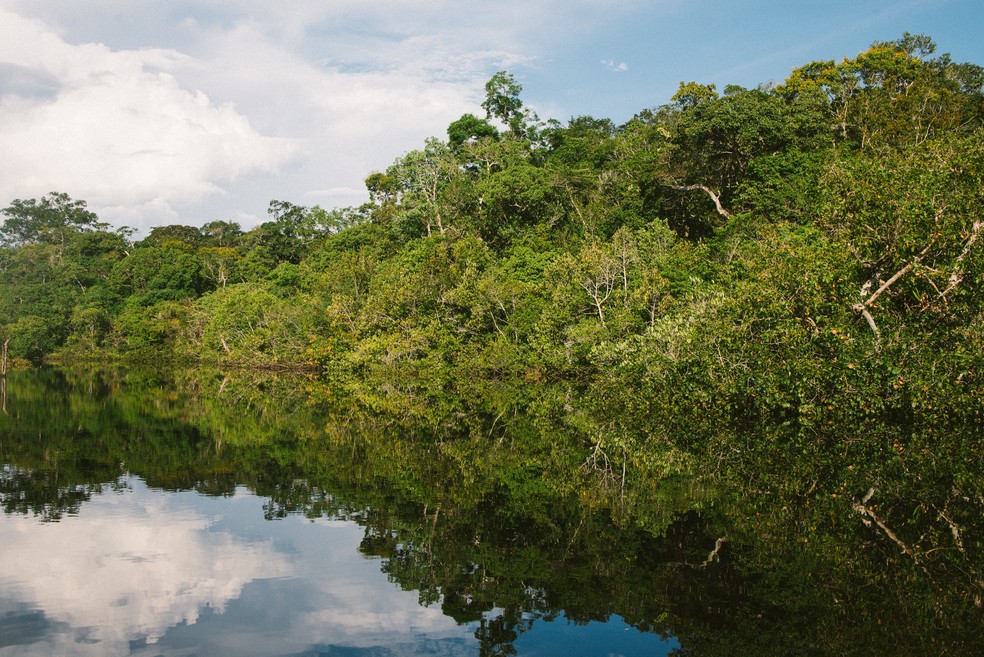 Amazônia — Foto: Foto: Unsplash