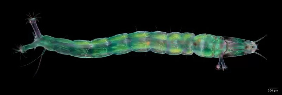 O registro desta larva de mosca recebeu uma menção honrosa — Foto: KARL GAFF/NIKON SMALL WORLD via BBC