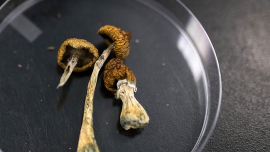 Psilocibina, composto dos cogumelos mágicos, é testada (com sucesso) para tratar anorexia; entenda