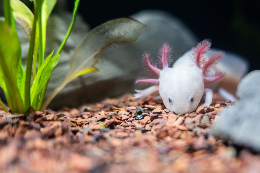 Uma salamandra Axolote em aquário de Madri, na Espanha — Foto: Marcos del Mazo/LightRocket via Getty Images