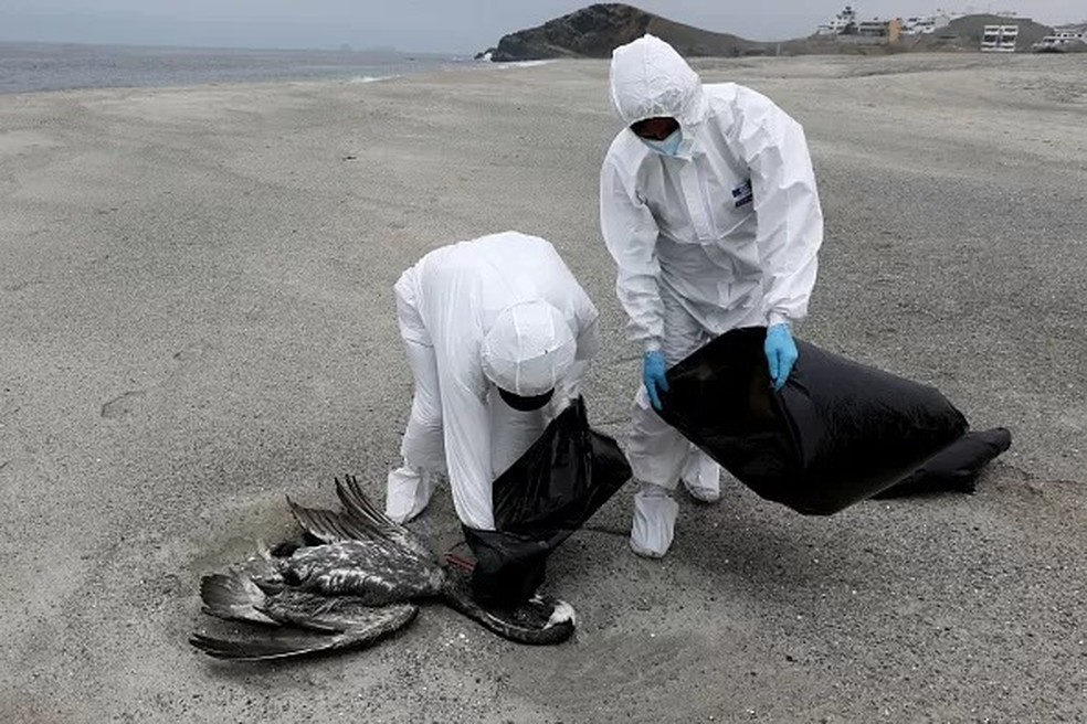 Não tocar em aves mortas — e notificar as autoridades ao ver uma — é um dos principais cuidados que todo mundo deve ter neste momento — Foto: GETTY IMAGES via BBC
