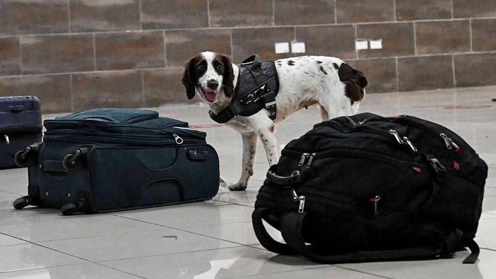 A forma como os humanos utilizam os cães evoluiu desde a época em que eles guardavam cavernas, e hoje inclui funções como farejar bagagens em aeroportos — Foto: BBC News fonte