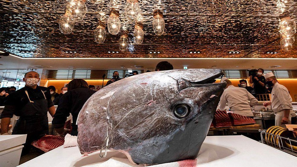 BBC News fonte — Foto: O atum-rabilho, ou bluefin, é o peixe mais caro do mundo.