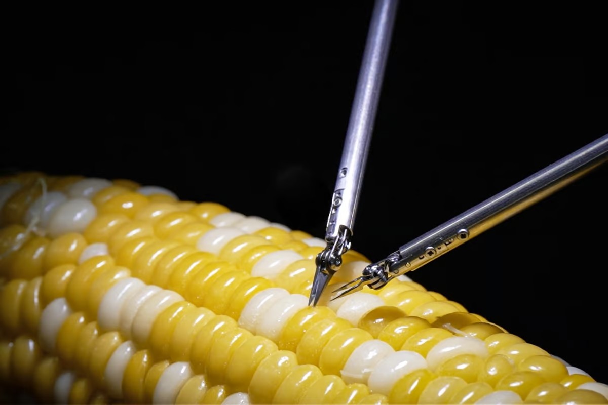 New robot can perform ‘microsurgery’ on corn;  Watch the video |  technology