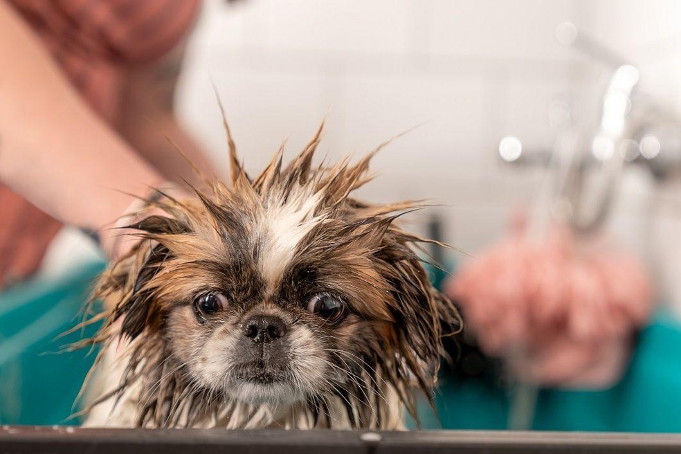 Banhos são situações de grande estresse para os cachorros, então é preciso amenizar seu impacto com brincadeiras e petiscos para o animal — Foto: BBC News fonte