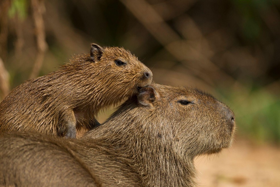 Influencer da capivara Filó continua com o animal, ganhou seguidores e ...