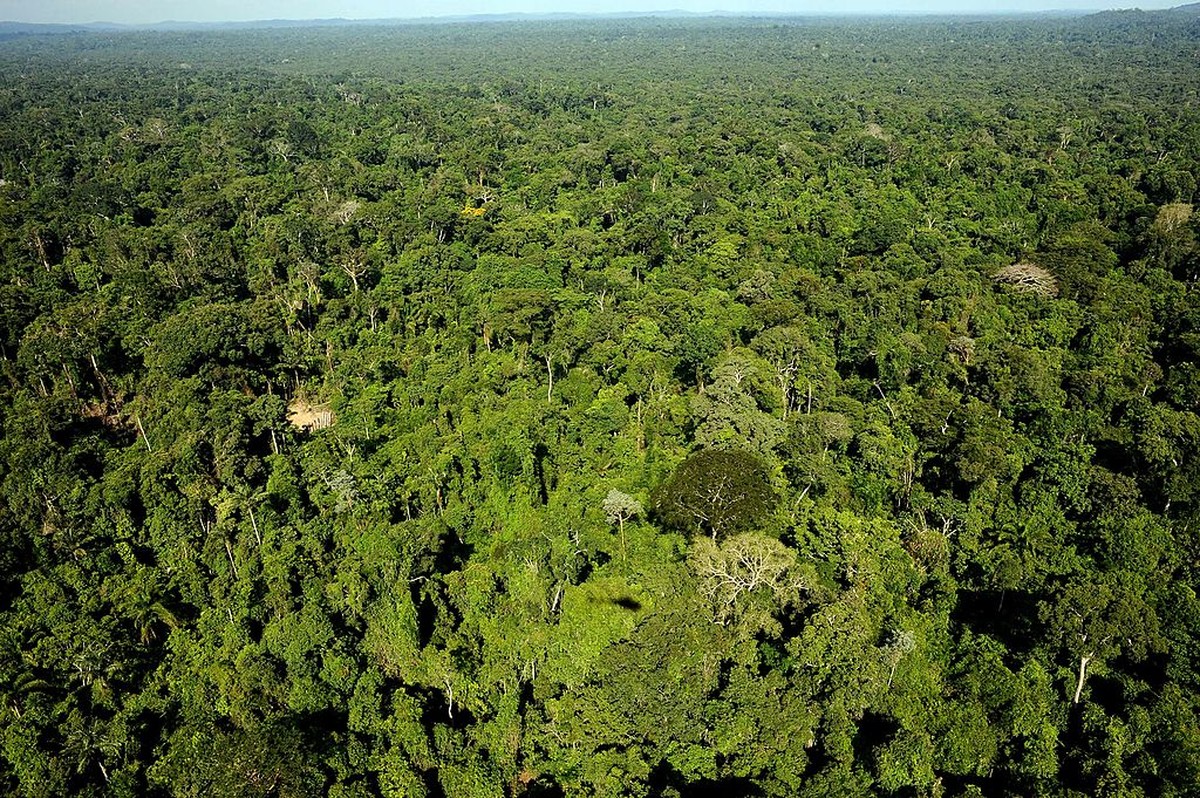 Engineering annonce son soutien au projet de conservation d’Amazon |  Entreprises