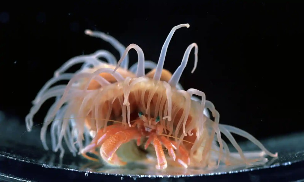 Um caranguejo eremita foi filmado em um aquário passando quase dois dias forçando sua anêmona a se livrar da velha concha e se mudar para uma nova — Foto: Akihiro Yoshikawa