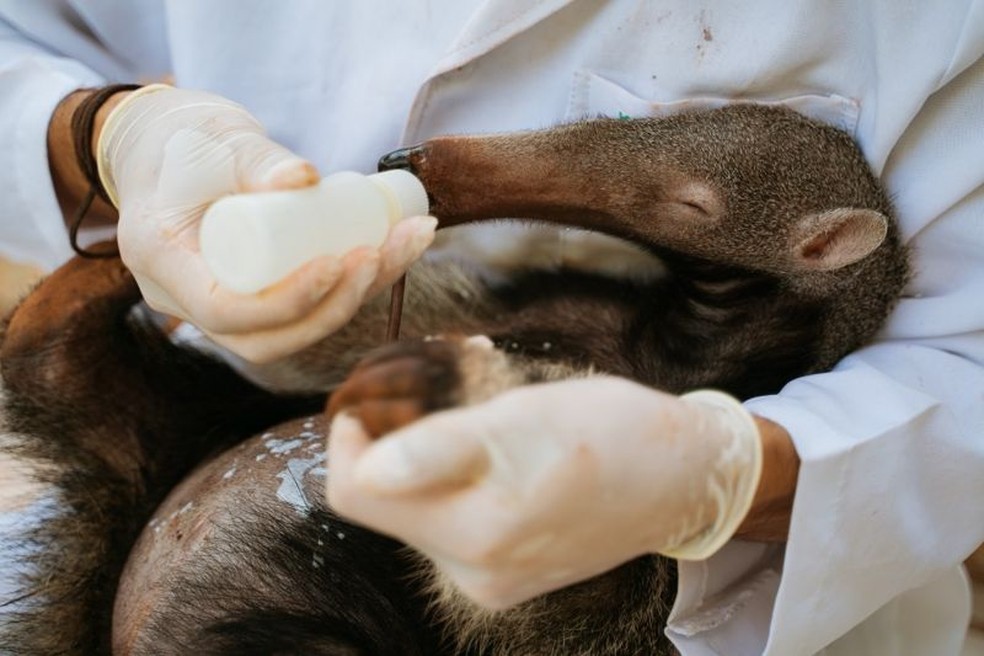 Os veterinários e biólogos do projeto TamanduASAS resgatam e reabilitam tamanduás que sobrevivem aos acidentes nas estradas — Foto: AURÉLIO GOMES/DIVULGAÇÃO/VIA BBC