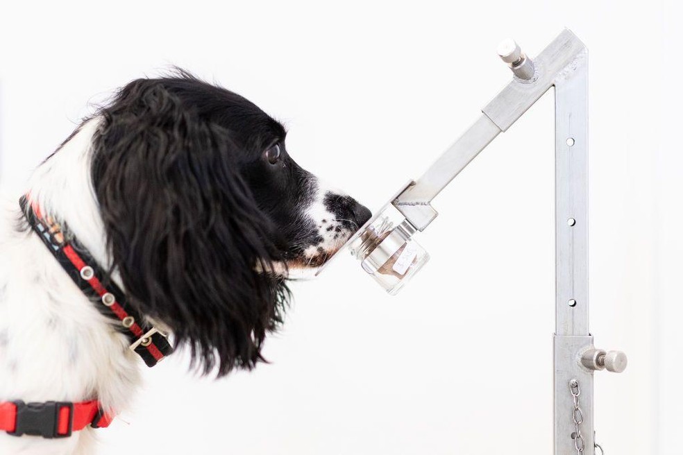 Freya detecta corretamente uma amostra de malária em uma fileira de recipientes de amostras na sede da organização beneficente Medical Detection Dogs — Foto: BBC News fonte