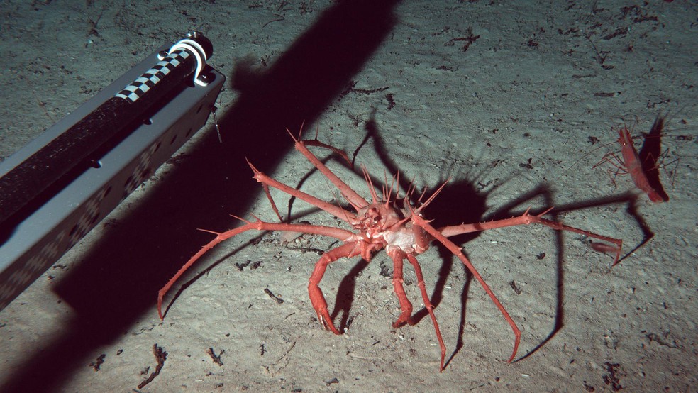 Os cientistas utilizaram equipamentos especializados para águas profundas para estudar a biodiversidade no fundo do mar — Foto: BBC News fonte