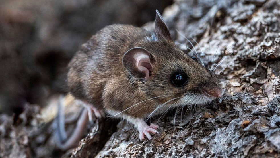 O rato-do-campo da Califórnia é 100% monogâmico, formando laços inseparáveis para toda a vida — Foto: BBC News fonte