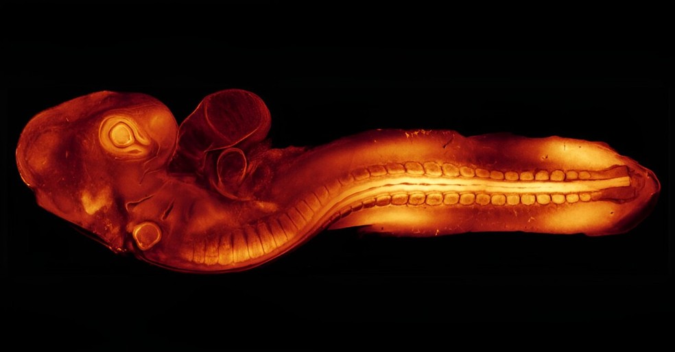 Embrião de codorna utilizado no estudo — Foto: Reprodução/Universidade de Queensland