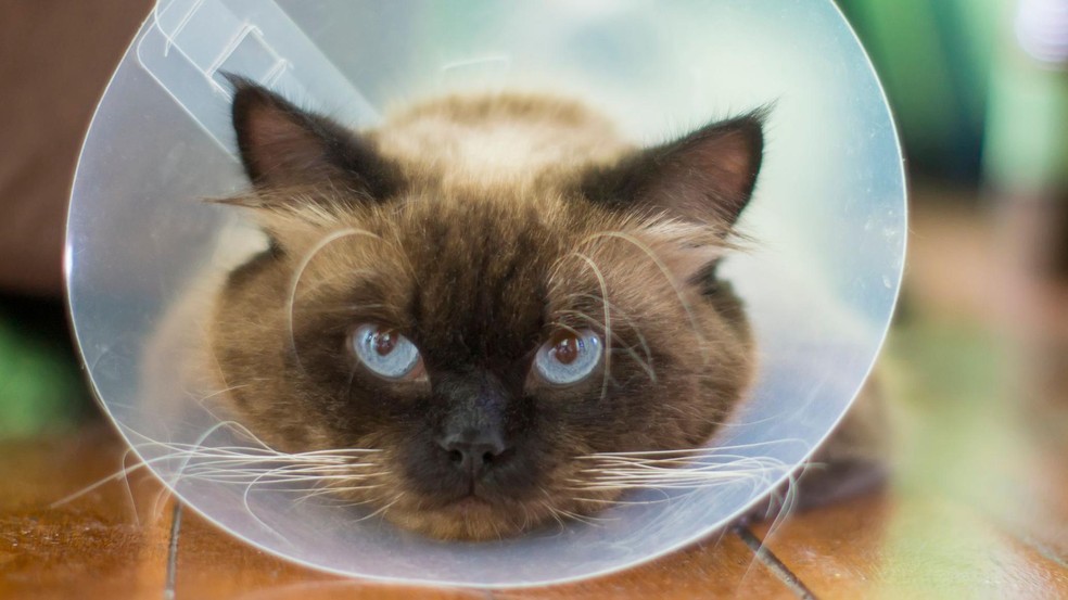 Compreender a base genética do câncer em gatos pode levar a melhores tratamentos — Foto: BBC News fonte