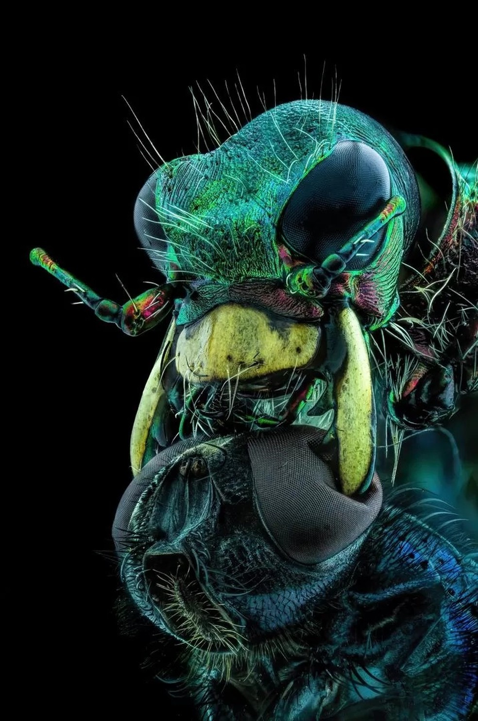 O retrato desta mosca enfrentando um besouro-tigre ficou em 10º lugar na categoria 'top 20' do Concurso de Fotografia Microscópica de Nikon — Foto: MURAT ÖZTÜRK/NIKON SMALL WORLD via BBC
