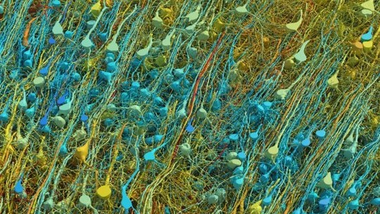 Imagens revelam, em detalhes, um único milímetro cúbico do cérebro humano; veja
