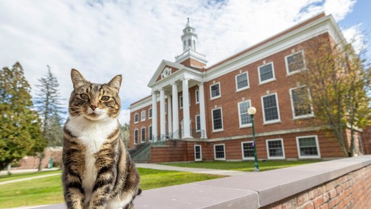 Gato recebe diploma honorário de universidade dos EUA