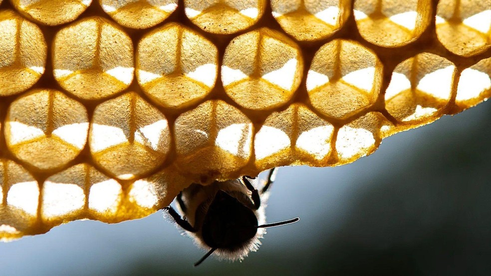 Por que poluição do ar deixa abelhas confusas
