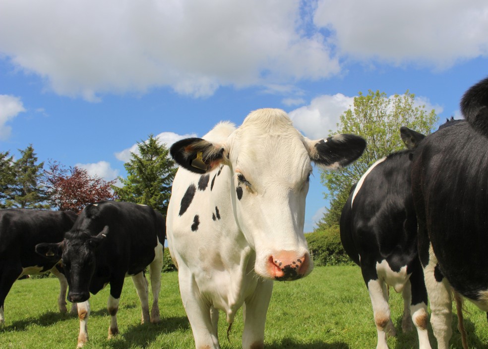 Veronika, uma vaca que vive em uma vila nas montanhas do interior da Áustria, passou anos aperfeiçoando a arte de se coçar usando galhos e cabos de vassoura — Foto: Getty Images