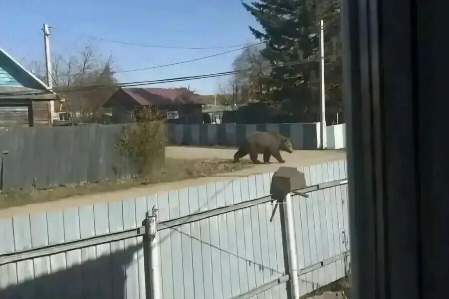 Urso criado no ChatGPT assusta moradores, mobiliza caçadores e rende multa na Rússia - Foto