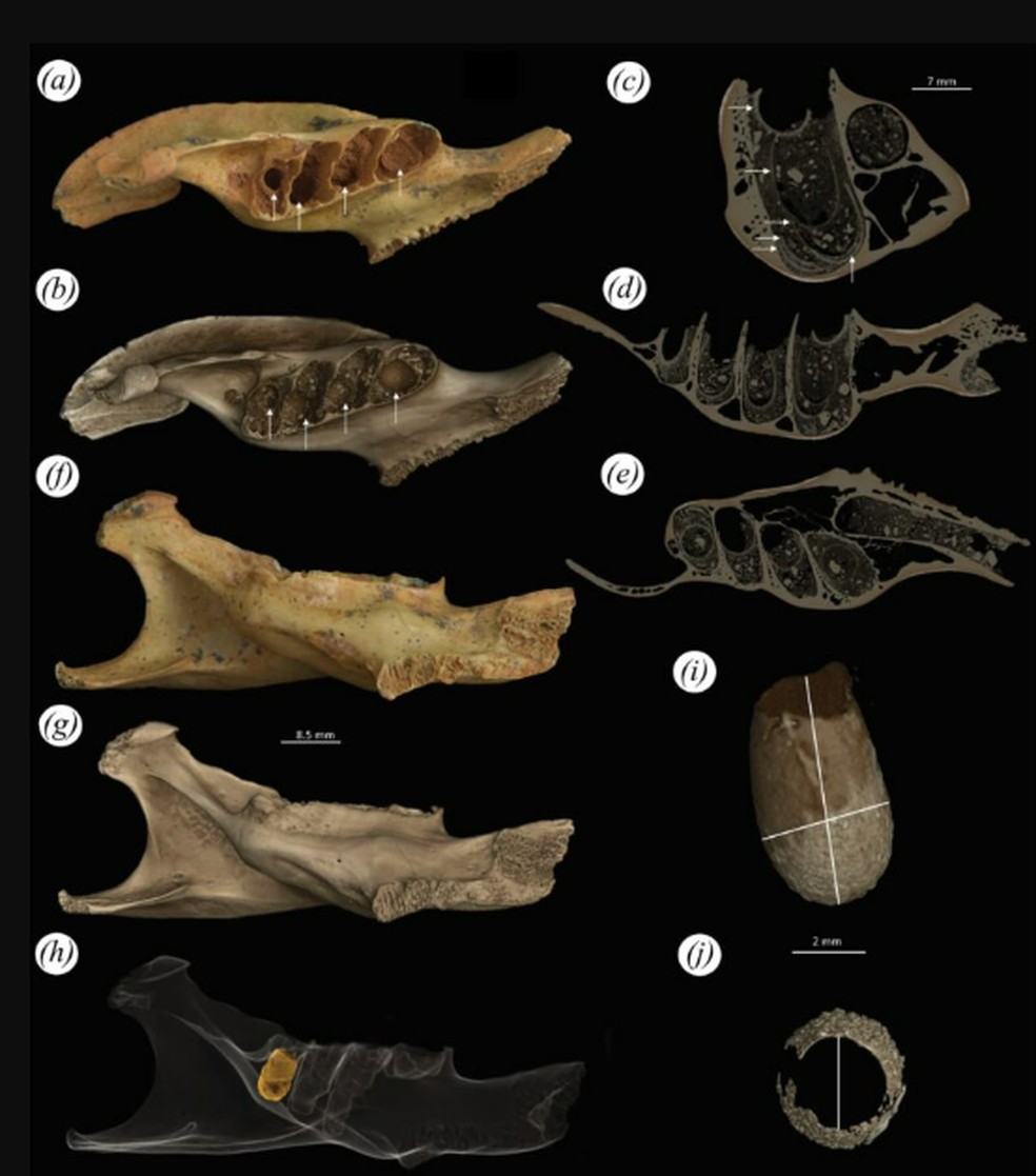 Imagens da mandíbula esquerda da Plagiodontia araeum e traços da abelha Osnidum almontei — Foto: Viñola Lopez et al., Royal Society Open Science, 2025
