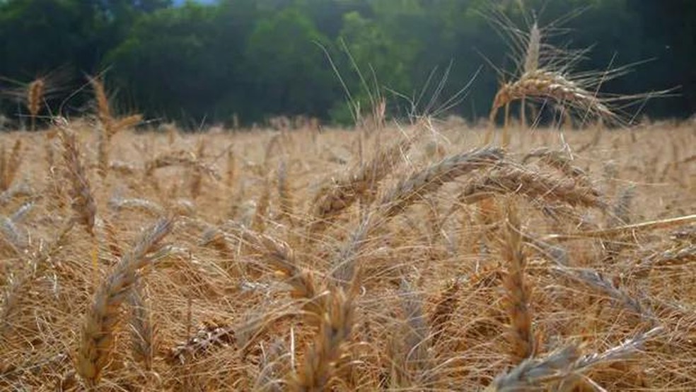 Safra de trigo do ciclo 2022/23 na Argentina deve atingir 13,7 milhões de toneladas — Foto: Embrapa