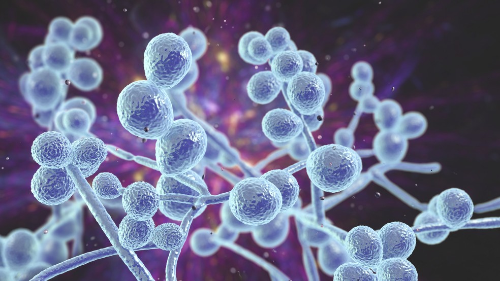 O fungo Candida auris é perigoso e possui alta taxa de mortalidade — Foto: Getty Images 