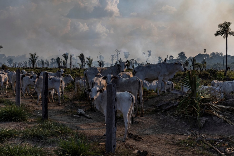 Gado em pastagem, ao lado de área desmatada e recém queimada, em Candeias do Jamari, Rondônia — Foto:  Victor Moriyama/Amazônia em Chamas