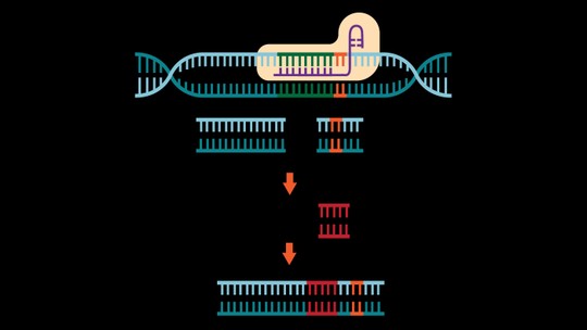 A era da medicina genômica com CRISPR chegou