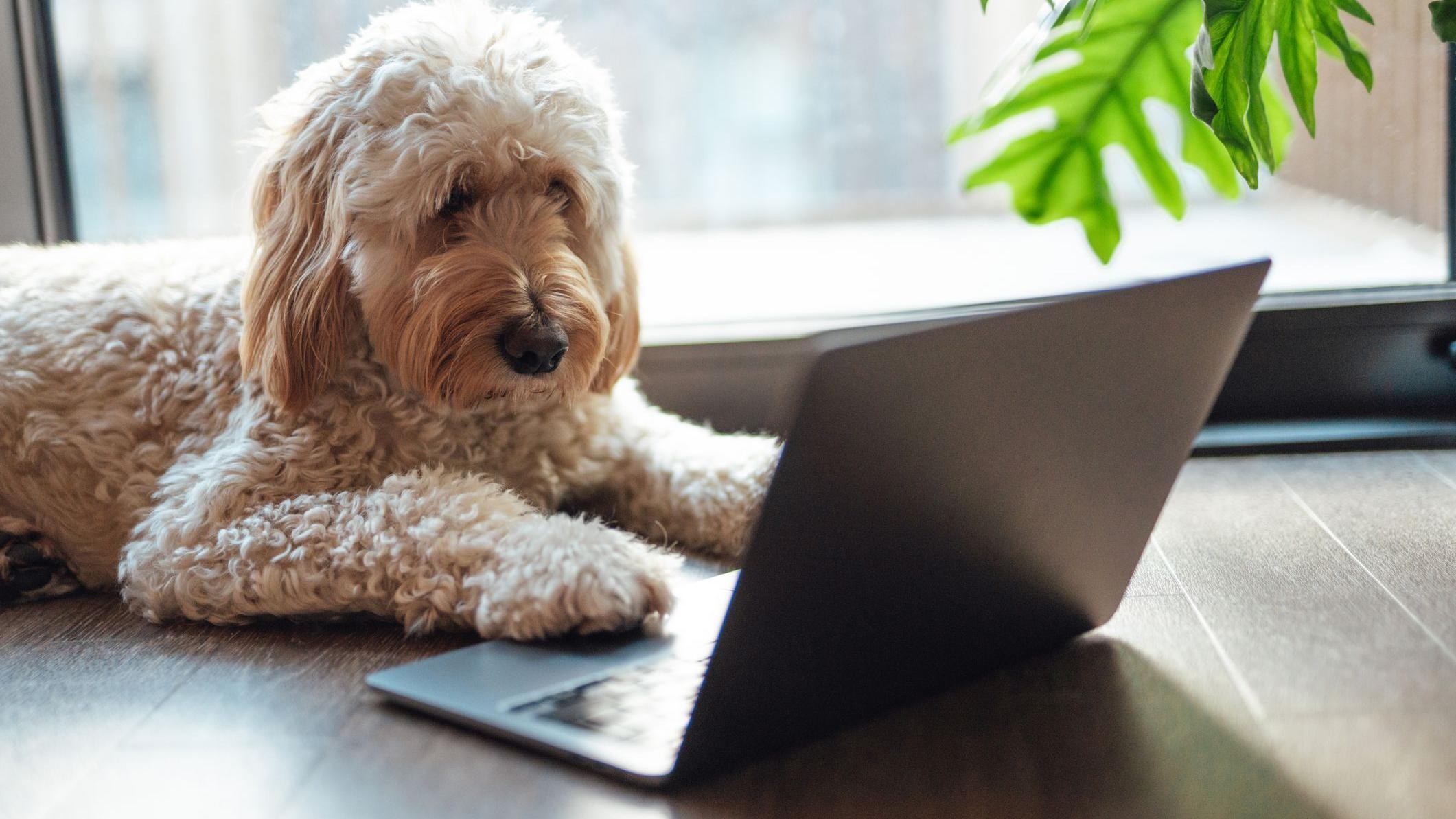 Avanços em IA prometem decifrar a comunicação dos animais