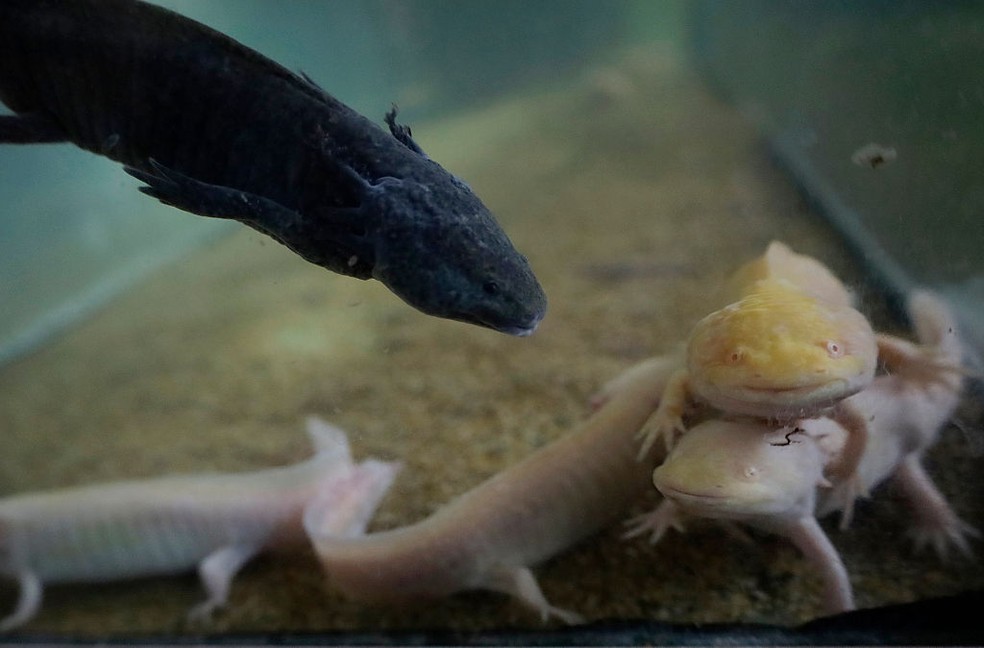 Axolotls são vistos em um tanque no lago Xochimilco, na Cidade do México — Foto: Gerardo Vieyra/NurPhoto via Getty Images