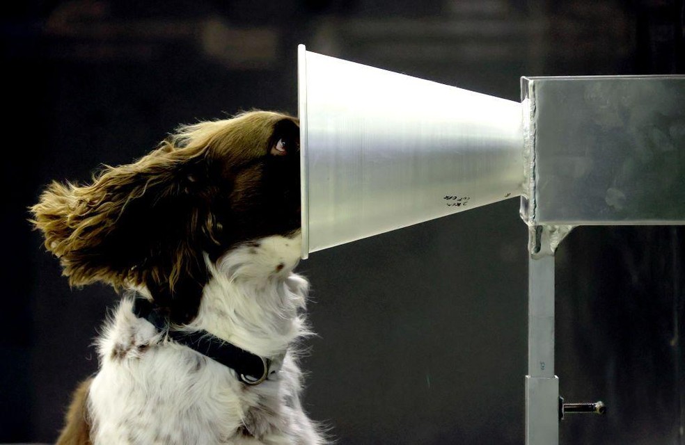 Durante a pandemia de covid, houve uma iniciativa internacional de pesquisa com o objetivo de treinar cães farejadores, e Floki foi um dos participantes australianos — Foto: BBC News fonte