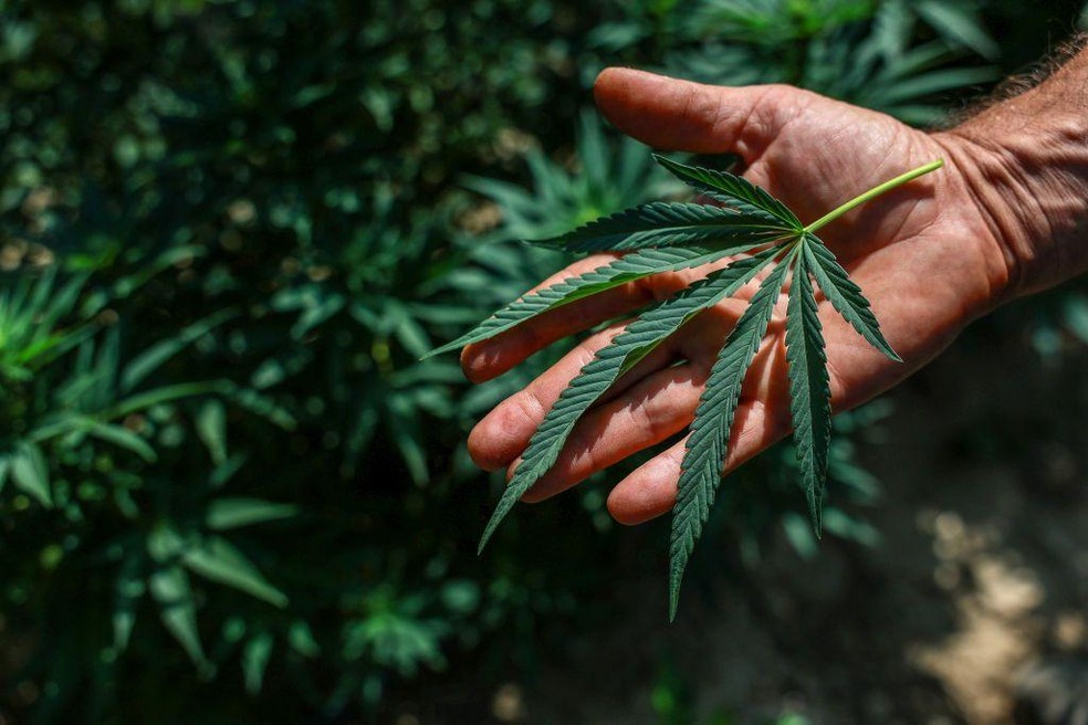 Plantação de cannabis no país deverá seguir padrões com baixo teor de THC — Foto: BBC News fonte