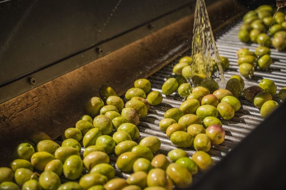 Turquia anunciou a proibição da exportação de azeite de oliva até novembro, para controlar alta de preços no mercado internoTurquia anunciou a proibição da exportação de azeite de oliva até novembro, para controlar alta de preços no mercado interno — Foto: GETTY IMAGES/VIA BBC