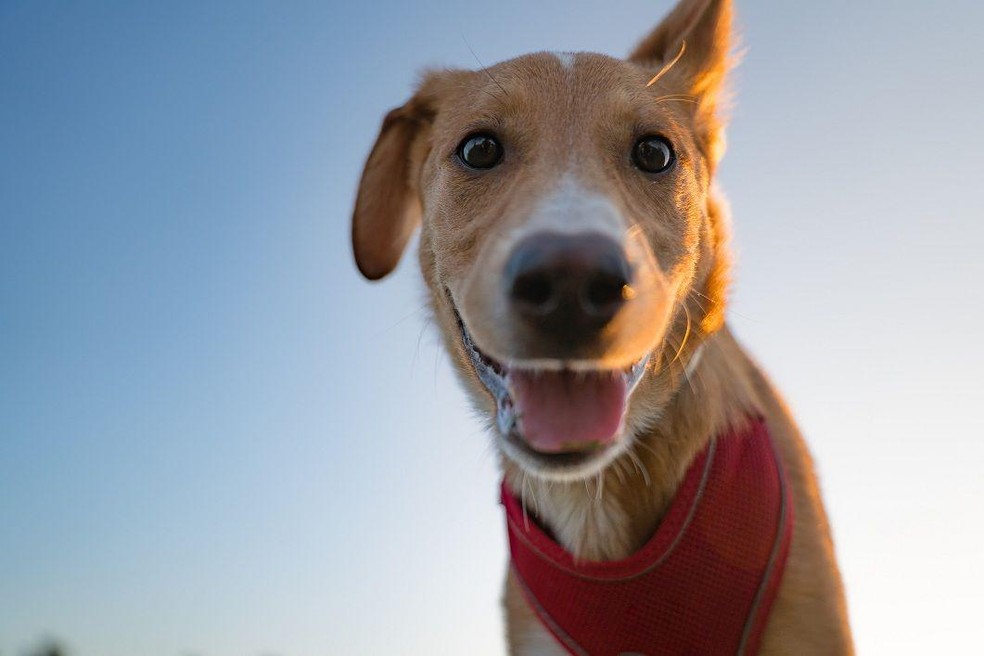 'Em animais de pelo curto, quanto menos banho, melhor', diz veterinária Ana Luísa Lopes — Foto: BBC News fonte